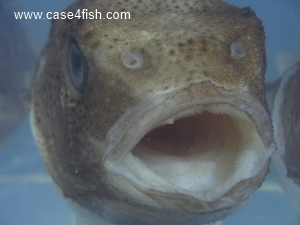 Foto Galerie/Perciformes/Cottoidei/Cyclopterus lumpus/Cyclopterus lumpus_05_S.jpg